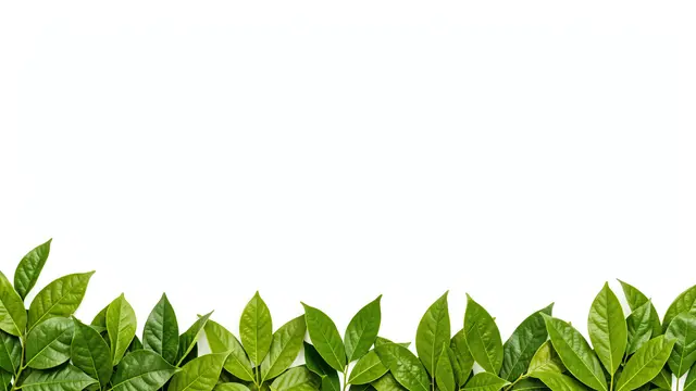 Fresh green leaves arranged along the bottom edge of a blank white background