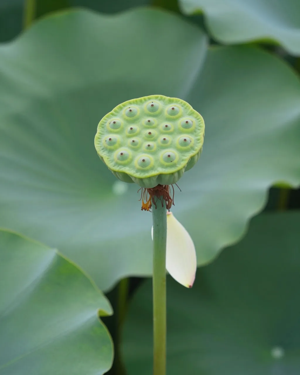 Close-up of a green lotus seed head on a tall stem with broad lotus leaves behind it