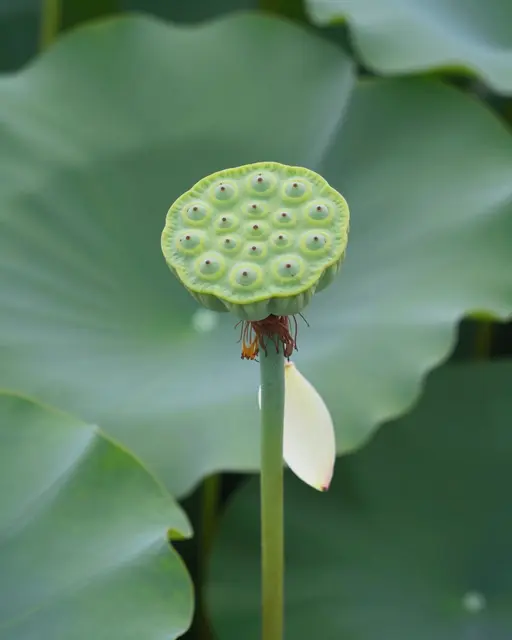 Close-up of a green lotus seed head on a tall stem with broad lotus leaves behind it