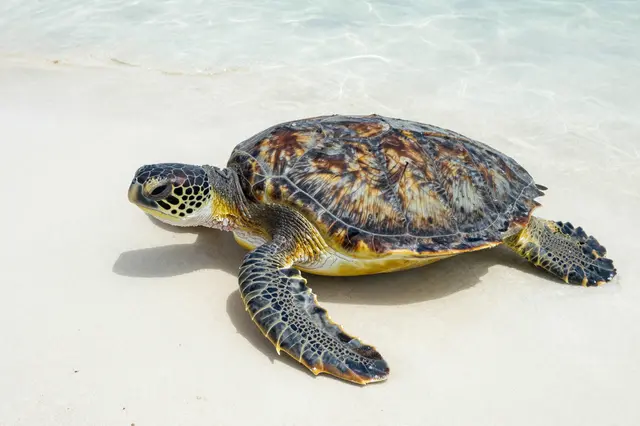 A top-down view of a green sea turtle resting on pale white sand under clear shallow ocean water.