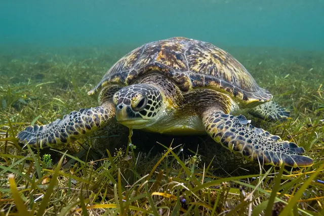 A green sea turtle rests on underwater seagrass in clear turquoise ocean water