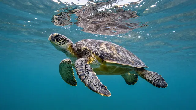A green sea turtle swims upward through clear turquoise ocean water near the rippled sea surface.