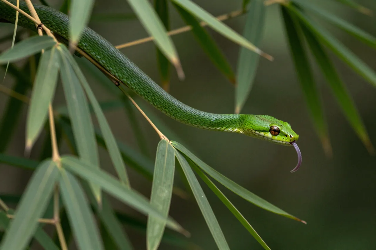 Slender green tree snake draped across bamboo leaves flicking out its forked tongue in soft forest light