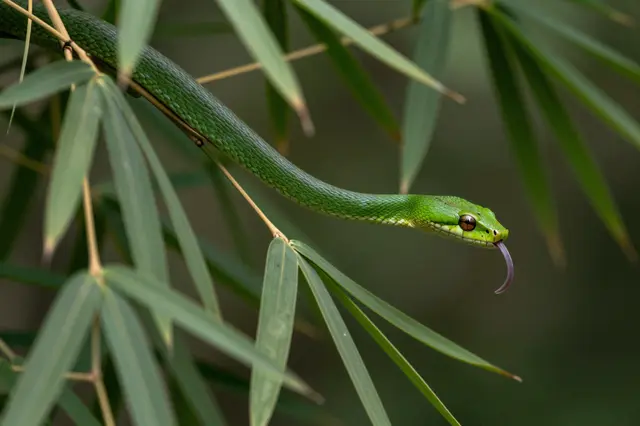 Slender green tree snake draped across bamboo leaves flicking out its forked tongue in soft forest light