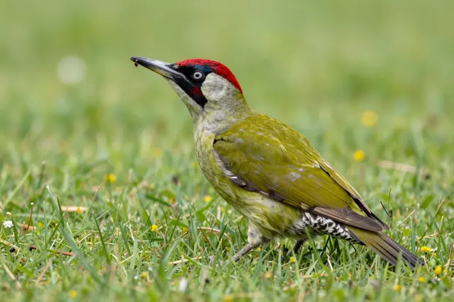A side view green woodpecker with red crown stands in short grass holding an insect in its beak