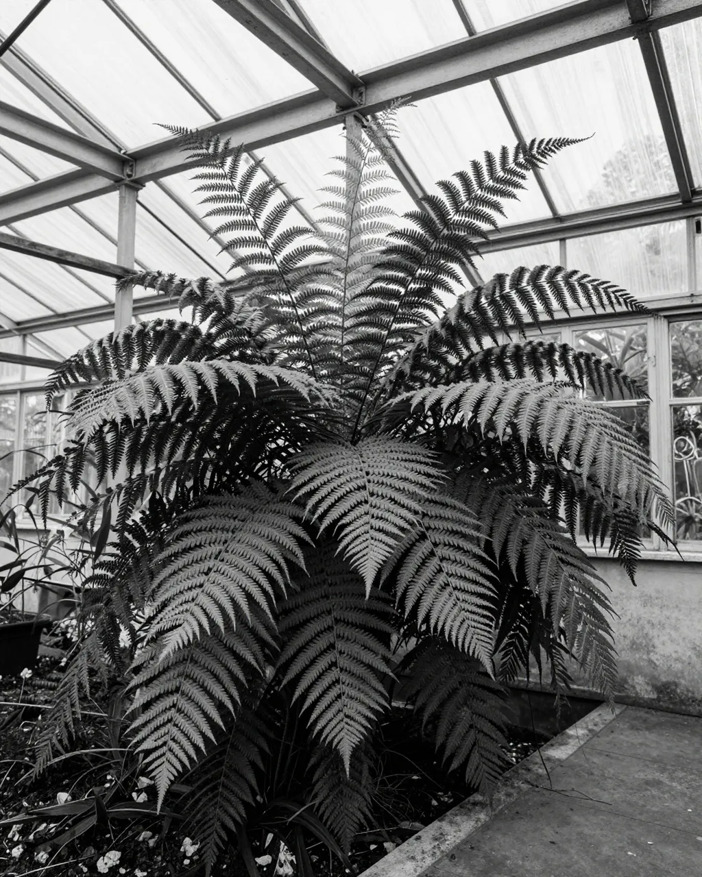 A large lush fern grows inside an old iron-framed greenhouse in black and white