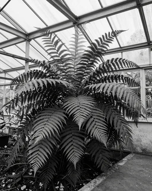A large lush fern grows inside an old iron-framed greenhouse in black and white