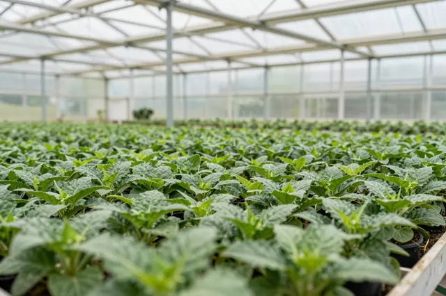 Dense rows of young potted plants fill a glass and metal framed greenhouse interior.
