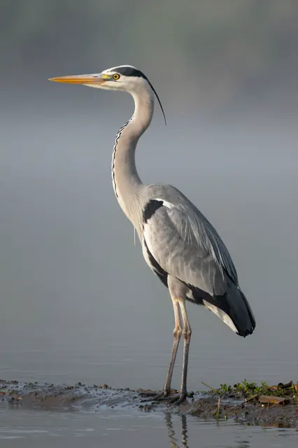 A grey heron stands on a muddy riverbank surrounded by soft misty morning fog