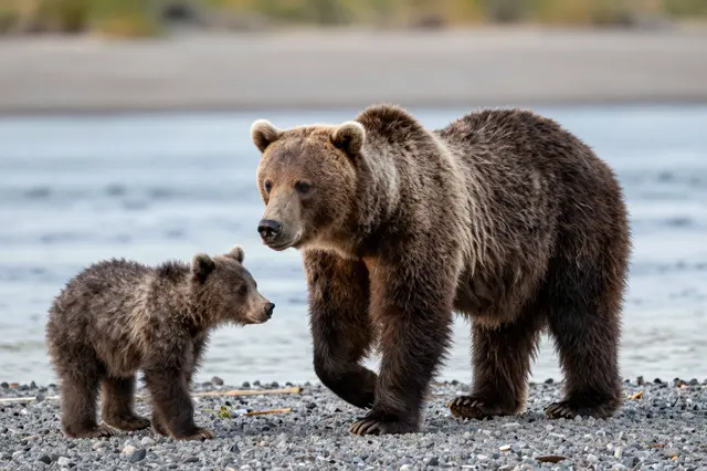 Grizzly bear mother and small cub stand together on a pebbled riverbank beside calm water