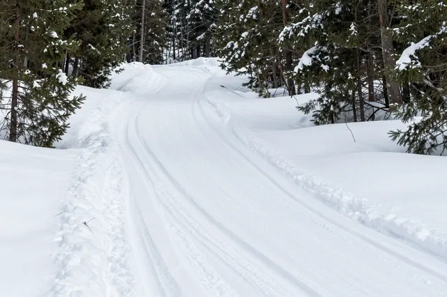 Curved groomed cross-country ski track winds through snow-covered pine trees in a winter forest