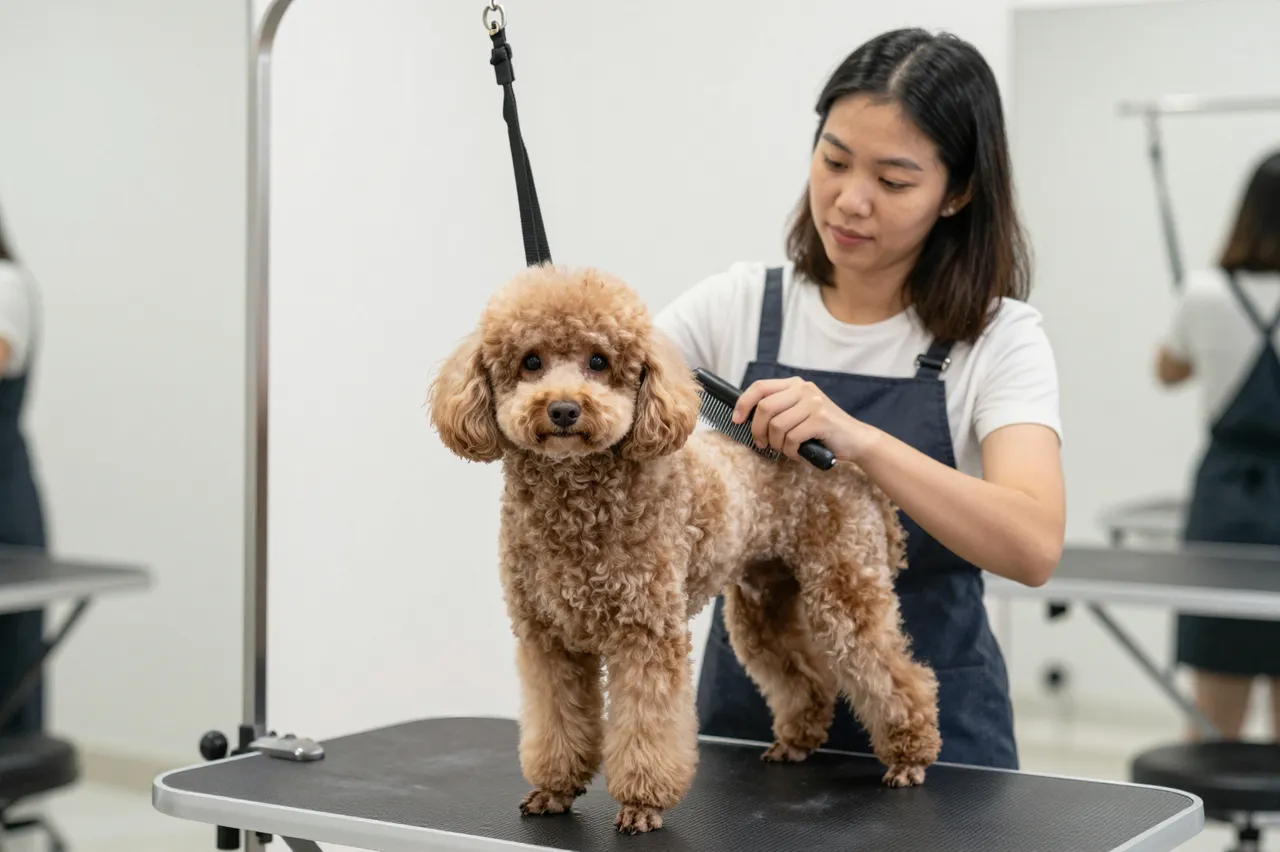 A Southeast Asian woman grooms a calm poodle standing on a pet grooming table in a bright salon.