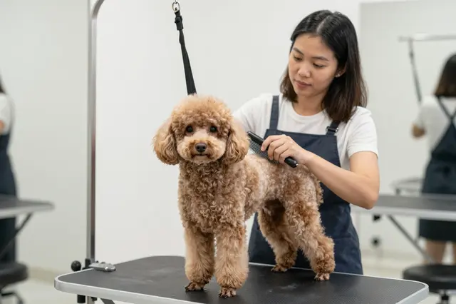 A Southeast Asian woman grooms a calm poodle standing on a pet grooming table in a bright salon.