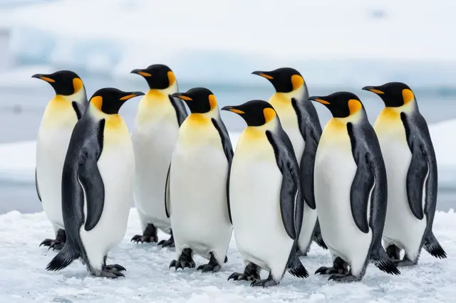 Eight king penguins stand upright together on a snowy antarctic ice floe with a blurred icy background.