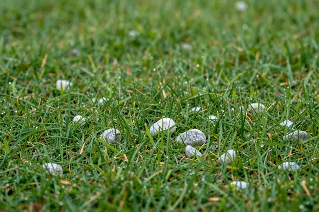 Close-up of scattered white and gray hailstones resting on wet green grass after a storm