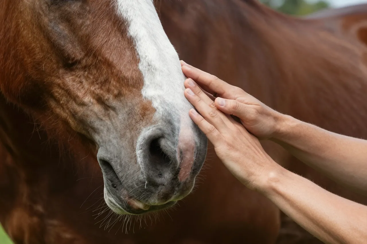 Close-up of an adult person's hands gently touching the nose of a chestnut horse with a white facial blaze.