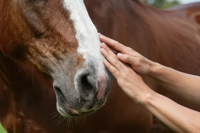 Close-up of an adult person's hands gently touching the nose of a chestnut horse with a white facial blaze.