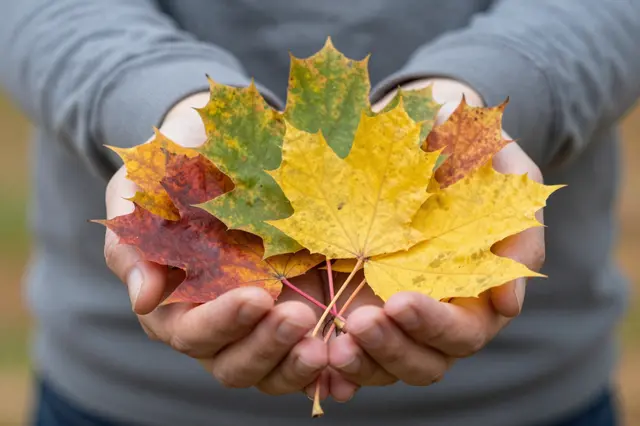 Cupped hands hold a colorful assortment of multihued autumn maple leaves toward the camera