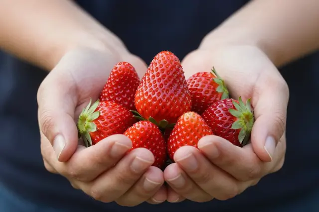 Cupped hands hold a cluster of bright red freshly picked strawberries.