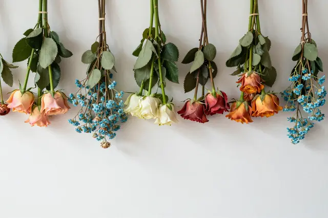 Upside down bunches of drying roses and blue filler flowers hang in a row against a plain white wall