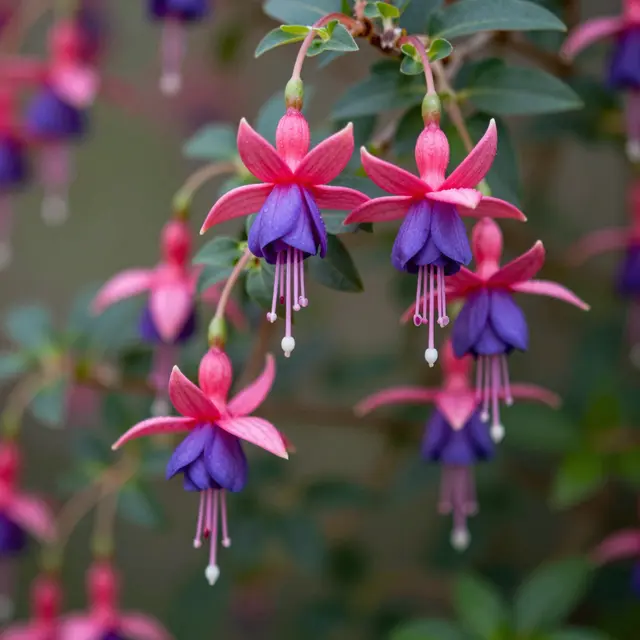 Close-up of pink and purple fuchsia flowers hanging from a shrub with soft blurred green background.