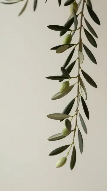 Olive branch with unripe olives hangs along the right edge of a plain off-white backdrop, leaving empty copy space on the