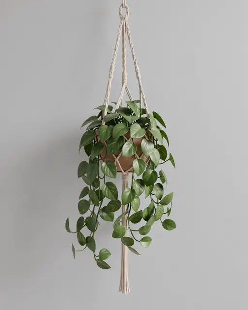 A trailing pothos plant hangs from a macrame plant hanger against a plain light gray wall