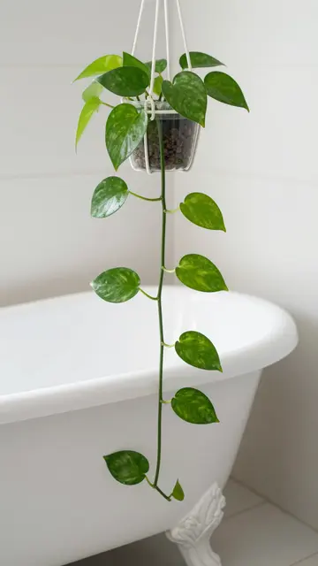 Variegated pothos trails from a hanging planter above a white clawfoot tub in a bright bathroom