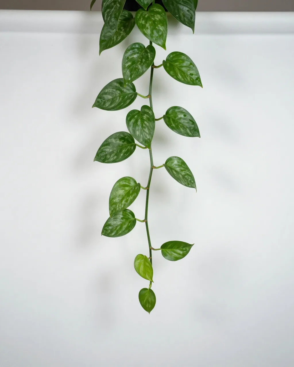 Trailing variegated pothos vine hangs from the top of a plain white backdrop with empty copy space below.