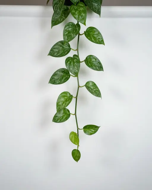 Trailing variegated pothos vine hangs from the top of a plain white backdrop with empty copy space below.