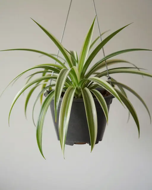 A variegated spider plant with arching striped leaves hangs in a dark plastic pot against a plain light wall.