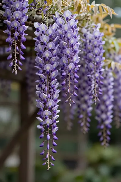 Drooping purple wisteria flower clusters hang down with soft out of focus green garden background.
