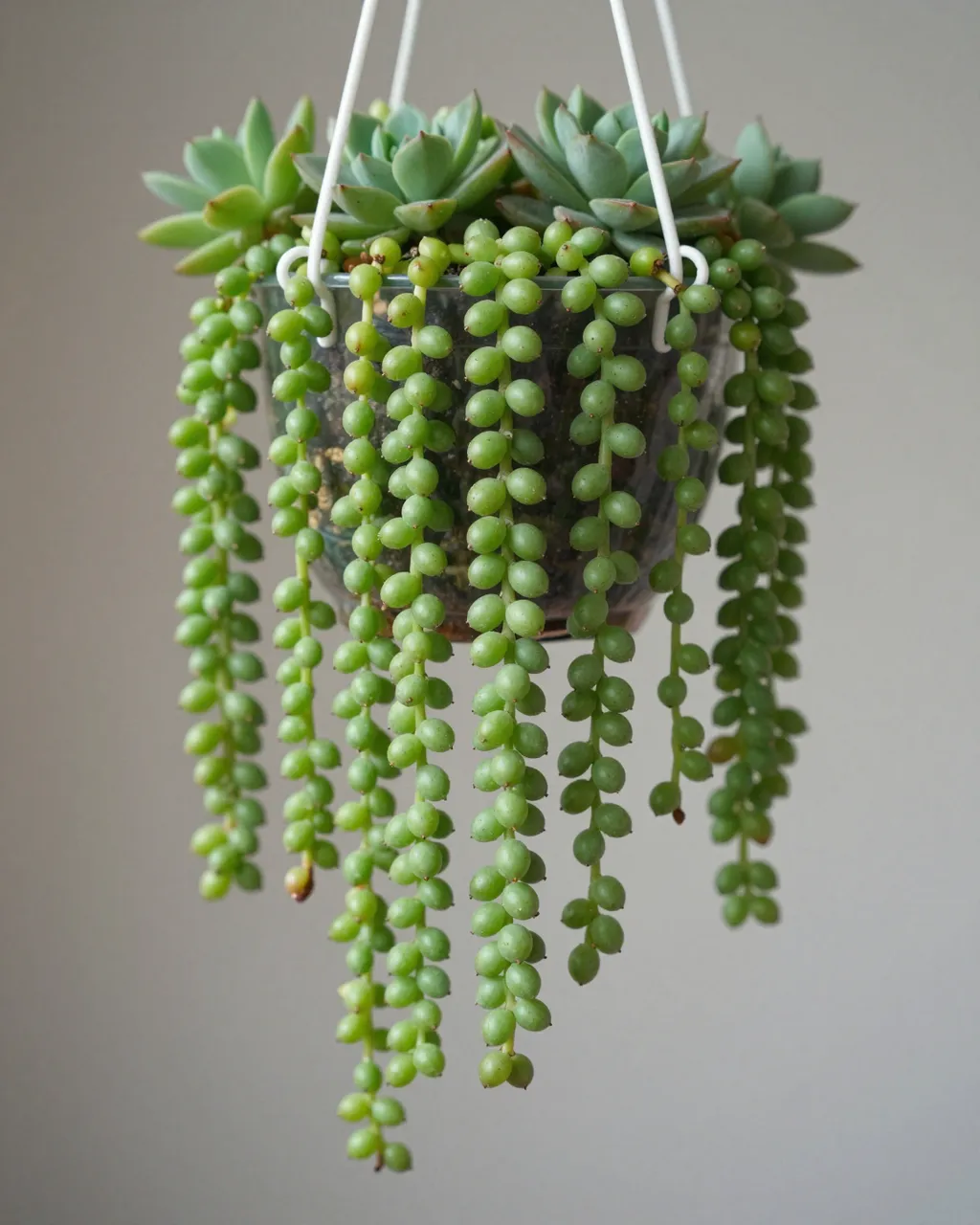 Trailing string of pearls succulent and rosette succulents grow in a clear hanging pot against a neutral gray wall