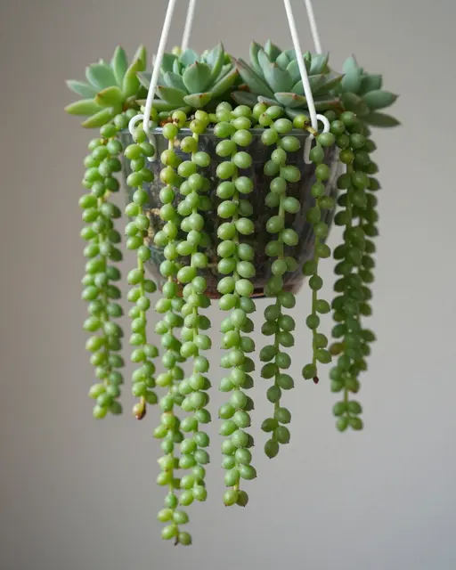 Trailing string of pearls succulent and rosette succulents grow in a clear hanging pot against a neutral gray wall