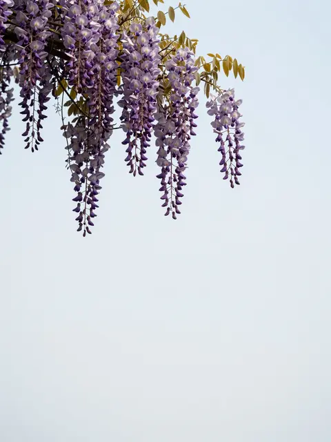 Drooping purple wisteria flower clusters hang from the top edge against a pale empty sky