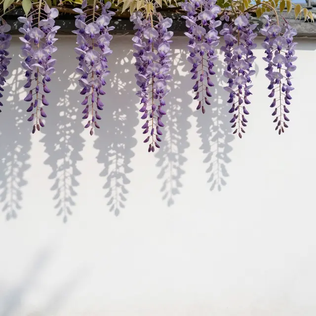 Drooping wisteria flower clusters cast soft dappled shadows on a plain white wall with ample empty copy space.