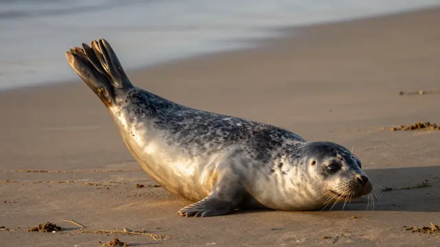 A harbor seal rests on a sandbar with its tail raised, lit by warm golden sunset light.