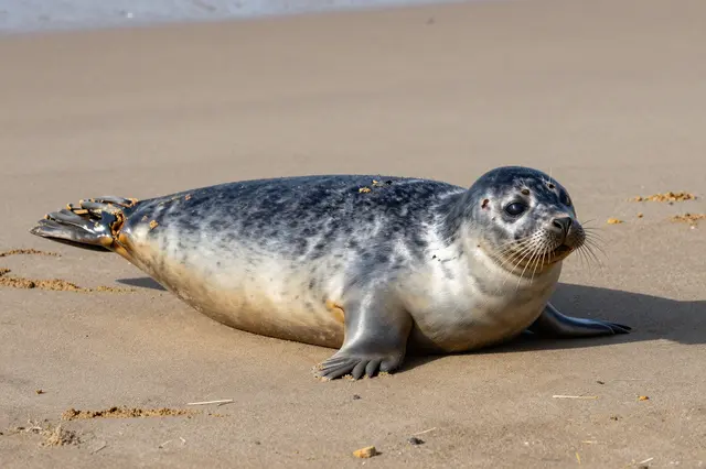 A plump harbor seal rests on a sunlit sandy coastal beach near the shoreline.