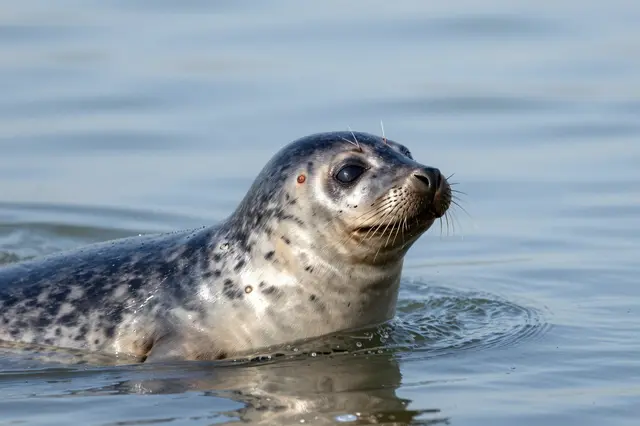 A spotted harbor seal holds its head and upper body above calm sunlit water, looking outward.