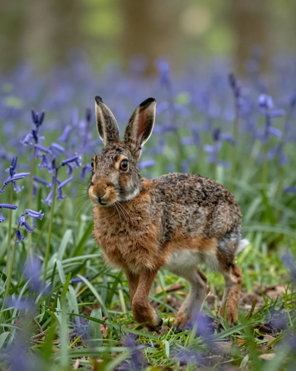 A wild hare stands among purple bluebell flowers in a sun dappled spring woodland