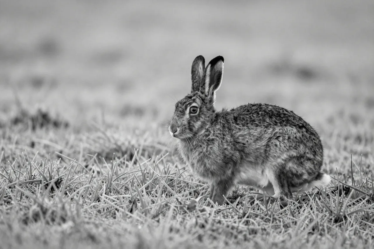 A crouched wild hare sits alert on frosty grass in a black and white dawn field