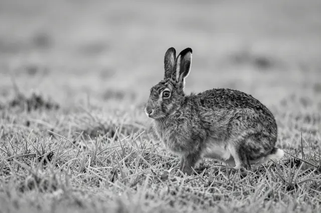 A crouched wild hare sits alert on frosty grass in a black and white dawn field