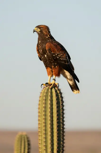 A Harris's hawk perches on the top of a tall desert cactus under soft golden hour light.