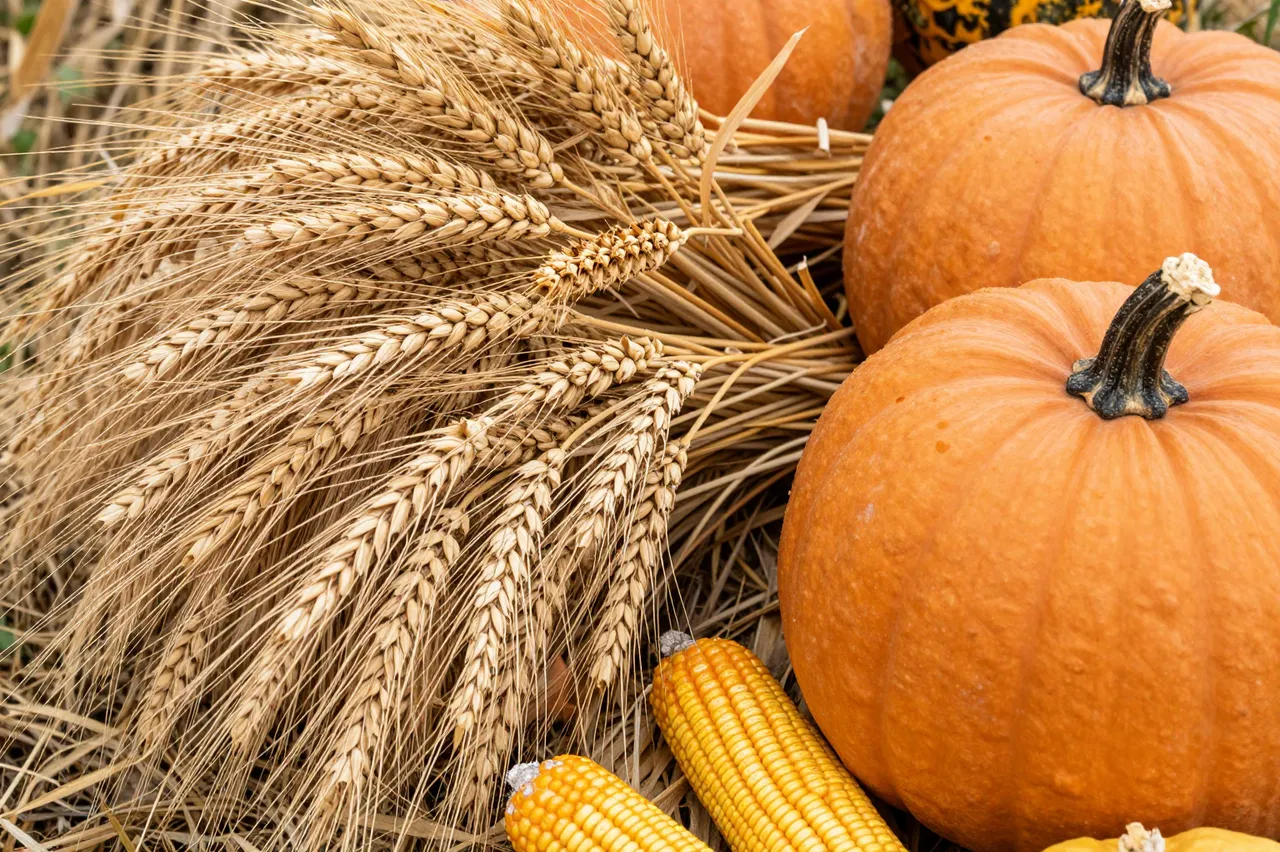 Bundle of dried wheat sheaves arranged with orange pumpkins and yellow corn cobs on straw