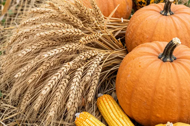 Bundle of dried wheat sheaves arranged with orange pumpkins and yellow corn cobs on straw