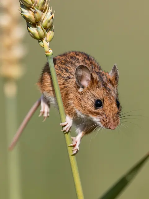 A small brown harvest mouse clings to a green wheat stalk with ripe grain overhead