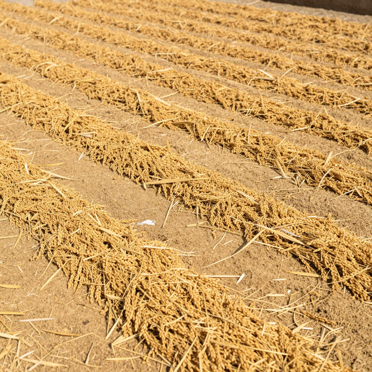 Raked rows of freshly harvested golden rice spread across a sunny mill yard to dry