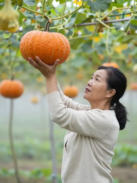 A middle aged Southeast Asian woman holds a ripe orange pumpkin while harvesting in a misty garden