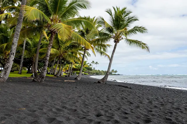 A black sand shore lined with leaning coconut palm trees stretches to a cloudy ocean under an overcast sky