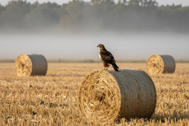 A hawk perches on a round hay bale in a misty harvested field at dawn